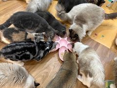 -COLOR PETS 撸猫馆·购猫·猫咖(长风大悦城店)