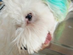 -A猫a狗全科·犬猫异宠·芥西宠物医院(南开总院)