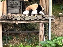 -广州长隆野生动物世界