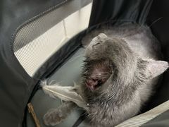 -中农国际动物医院24小时·猫科·骨科·急重症中心