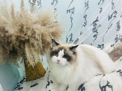-爱洗澡的猫(望京店)