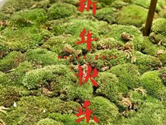 -喜茶(永旺梦乐城店)