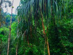 -莫里热带雨林景区