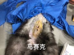-小伙伴宠物医院•急重症转诊中心·老年专科·犬猫全科(北大街总院)