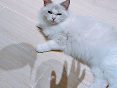 -momokira米努特·德文卷毛猫·棉花面纱犬