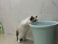-lincat·猫舍(广州店)