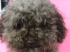 -宠福鑫康馨动物医院·骨科·眼科