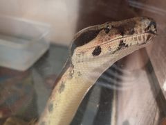 -上海大自然野生昆虫馆