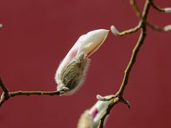 -东华门大街小区