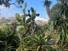 -墨尔本皇家植物园