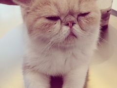 -飞行喵MR PILOT|猫舍·猫咖(静安大融城店)