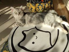 -平行世界·猫咖(首经贸店)