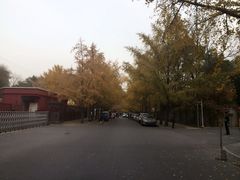 iphone_upload_pic-三里屯东五街银杏大道