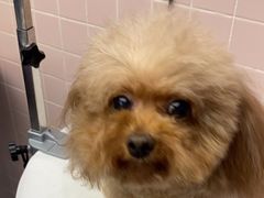 -FAELING PETS美天灵宠物(富力广场店)