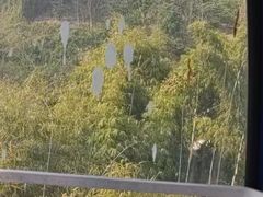 -缙云山景区