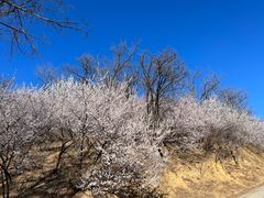 -北京西山国家森林公园