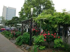 -洛阳市牡丹公园