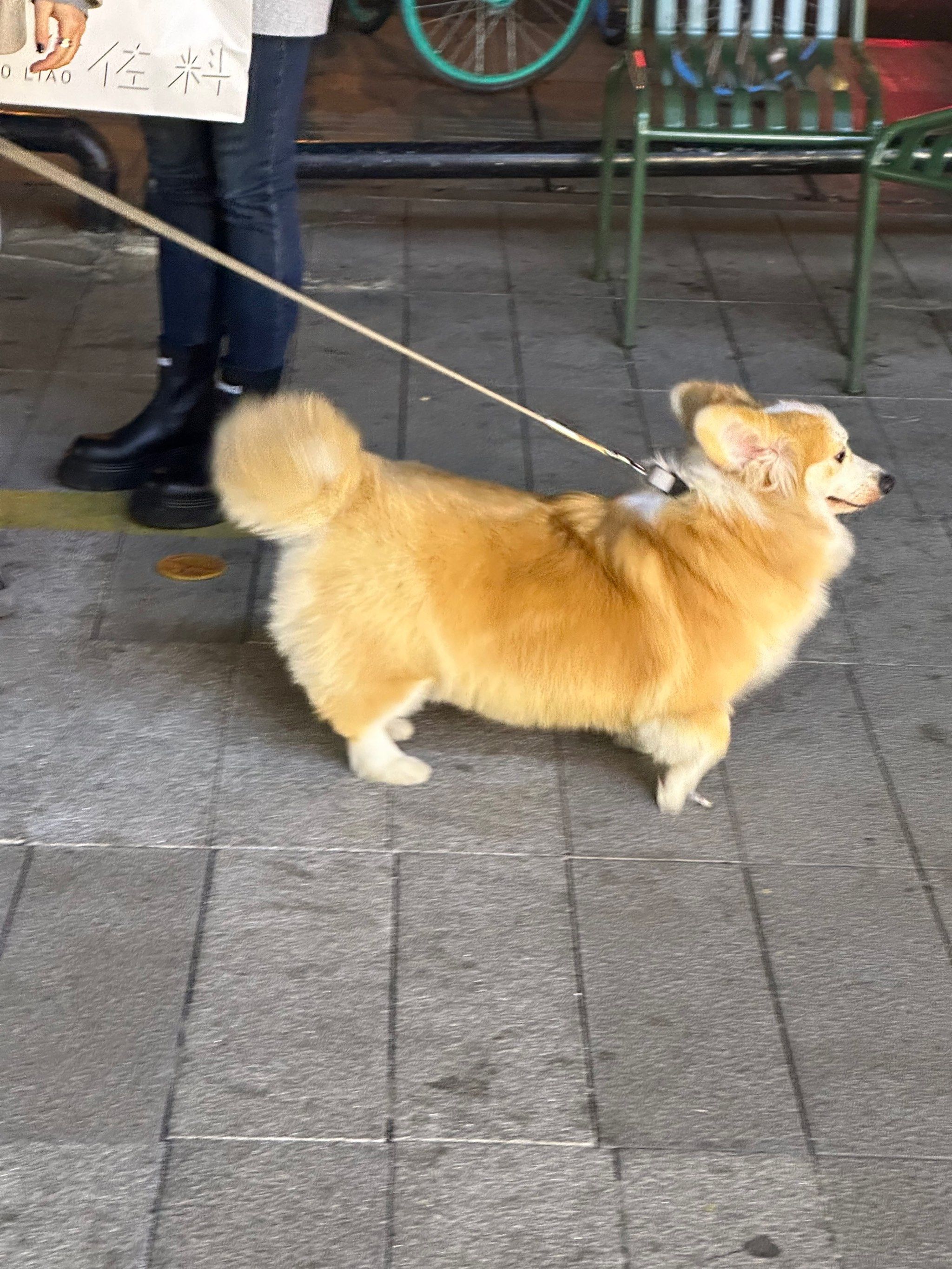 有尾巴的柯基唉!