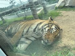 -西霞口神雕山野生动物世界