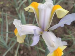 -石家庄市植物园