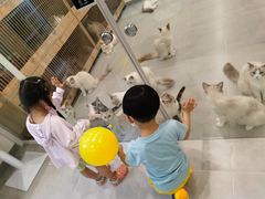 -有喵·猫咖·狗咖·30几只猫10只小狗(岗厦店)