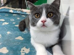 -李小姐の猫咖啡馆(五角场店)