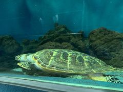 -上海海洋水族馆