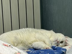 -中农大我爱我爱24h动物医院·中医针灸·猫专科·骨科医疗中心(双井店)