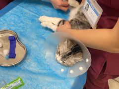 -纳吉亚猫专科动物医院·北北分院