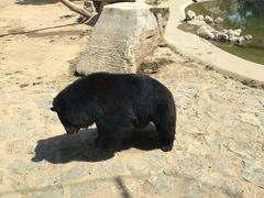 -石家庄市动物园