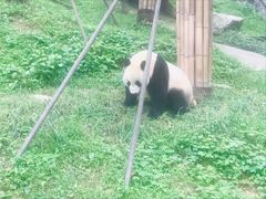 -都江堰中华大熊猫苑
