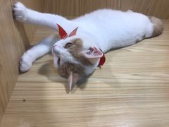 -屋虎猫馆(宝安大仟里店)