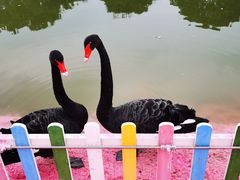 -苏州太湖西山岛开心农场