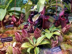 -中国科学院西双版纳热带植物园