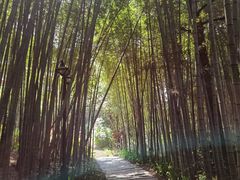 -雁南飞茶田景区