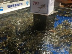 小青龙-盒马鲜生(莱蒙都会店)