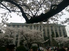 -武汉大学-樱园
