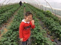 -小鱼草莓采摘园农家乐·小鱼餐厅