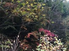 -天女山森林公园