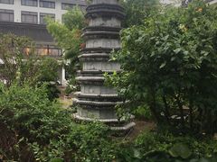 -绿园春早茶