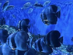 -海合安成都极地海洋公园