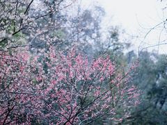 -常德桃花源景区