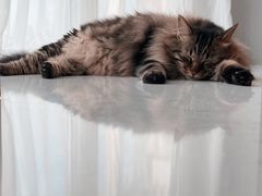 -关爱宠物医院·猫科中心·消化科(滨湖万达分院)