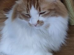 -氷冰凉刨冰甜品(北京路店)