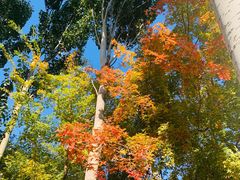 -大兴滨河森林公园