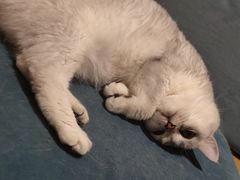 -滚猫咖啡·猫咖·猫友好撸猫(未来城店)