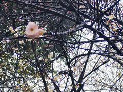 -杭州植物园