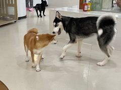 -共舞时光猫咖·狗咖(新街口店)