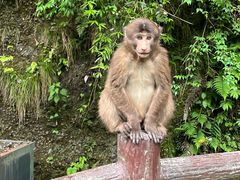 -西岭雪山大飞水景区