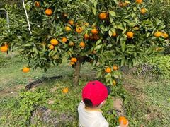 -前小桔亲子创意农场·草莓采摘·露营烧烤